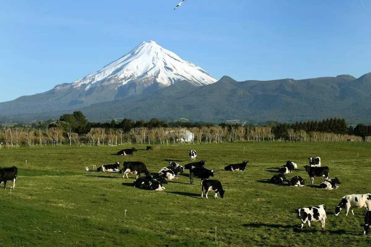 a herd of cows grazing in a field with a mountain in the background