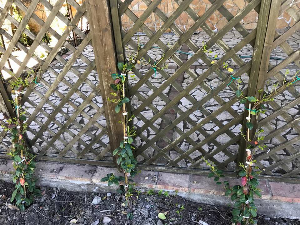 grigliato per piante rampicanti