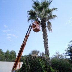 tree climbing per potatura di una palma