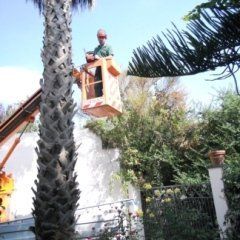 potatura alberi ad alto fusto su piattaforma aerea