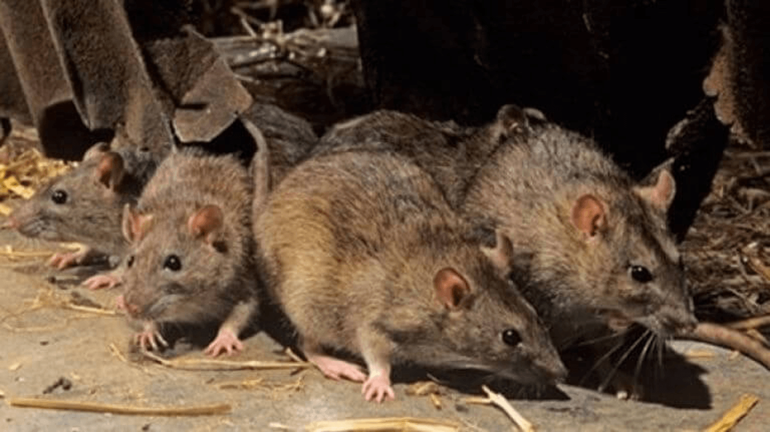 Rodents