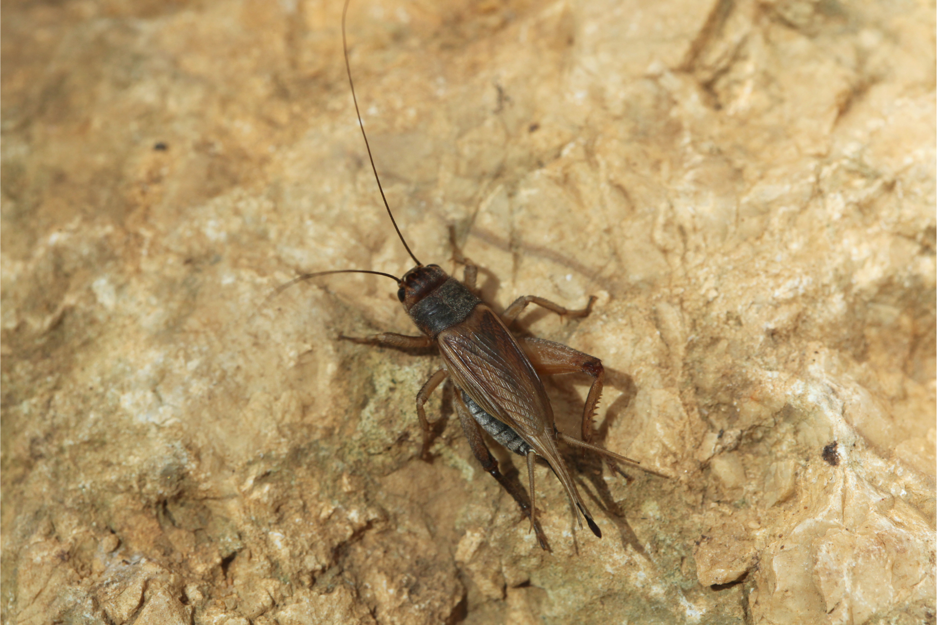 A cricket is sitting on top of a rock.