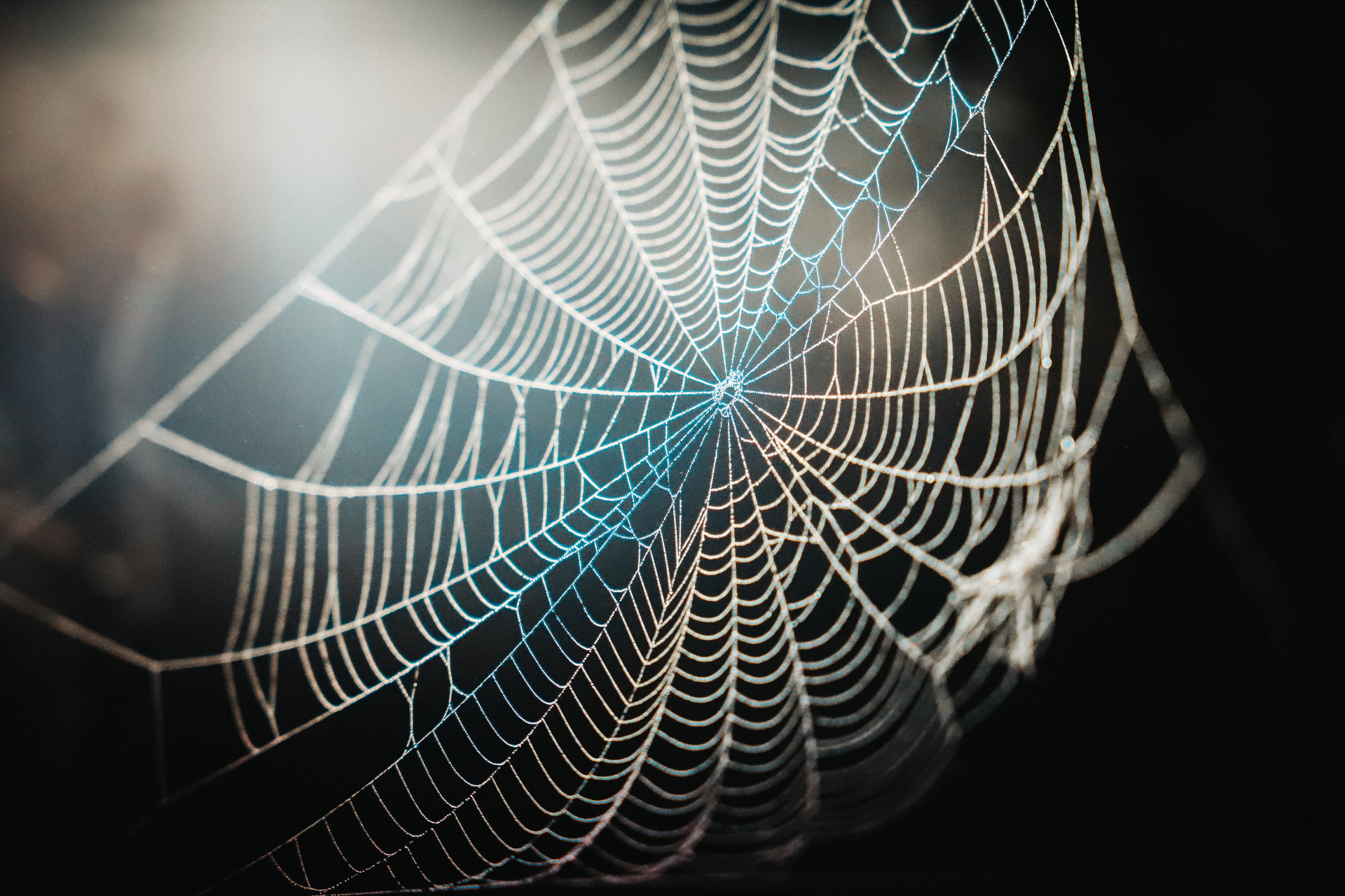 A close up of a spider web in the dark