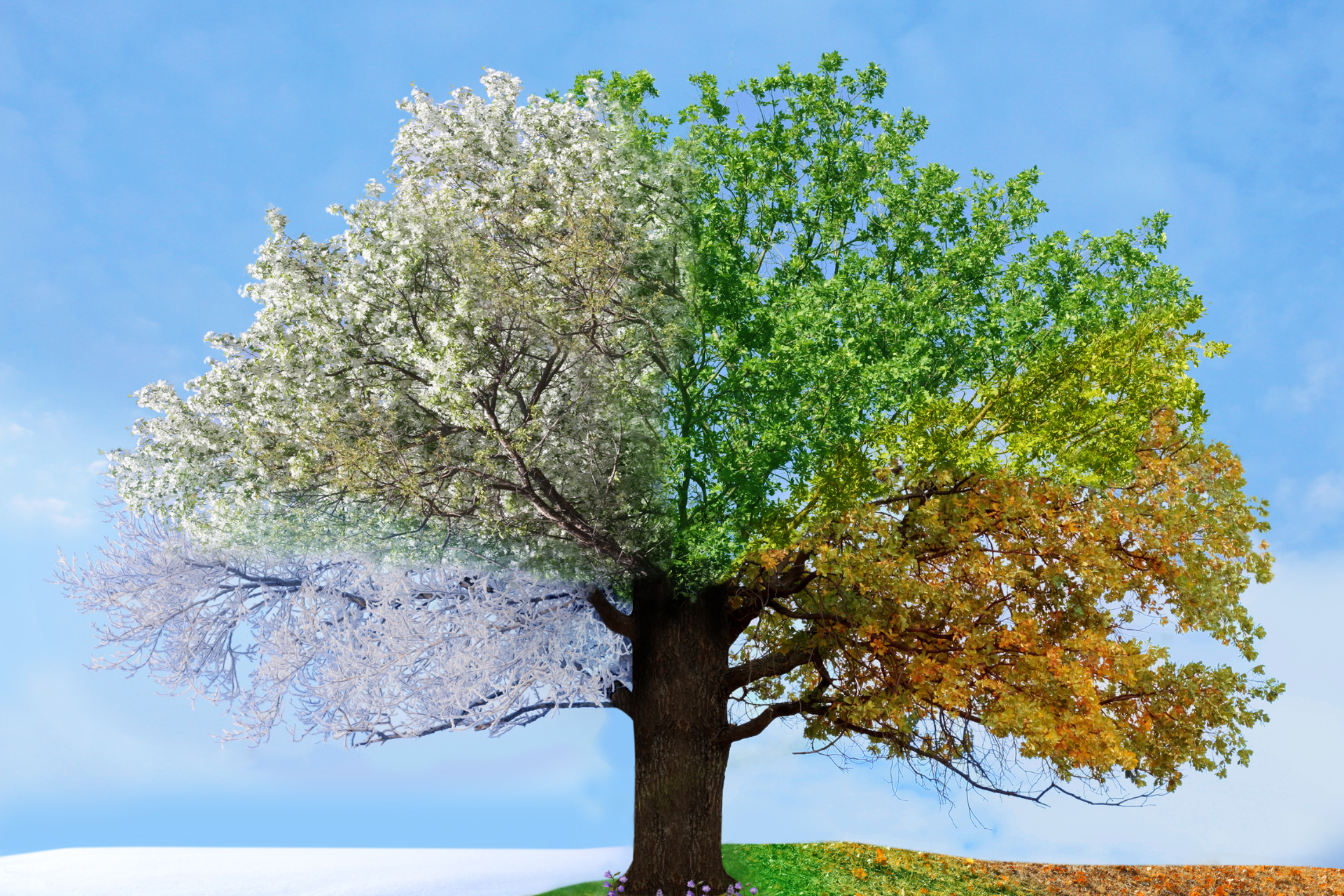 A tree with four different seasons on it.