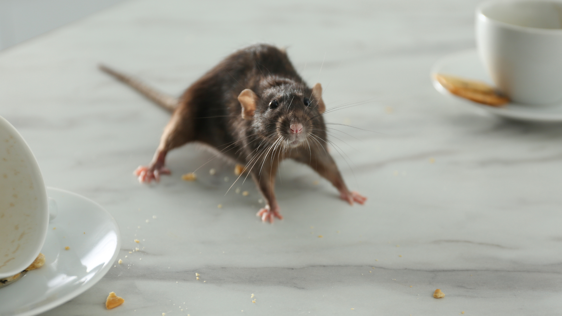 A rat is standing on a table next to a cup of coffee and a plate of food.