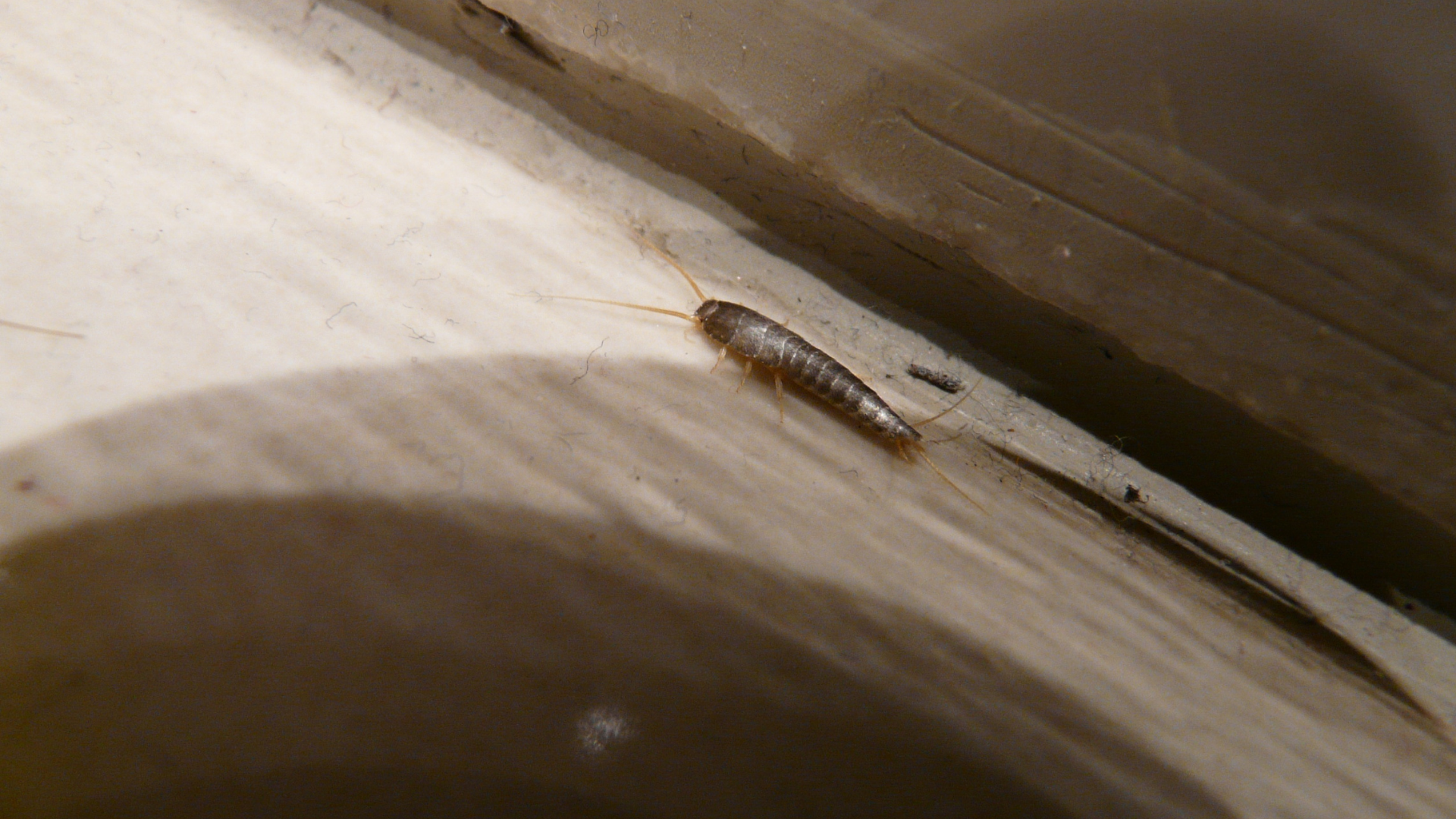 Silverfish insect on a light wood surface near a darker wooden edge.