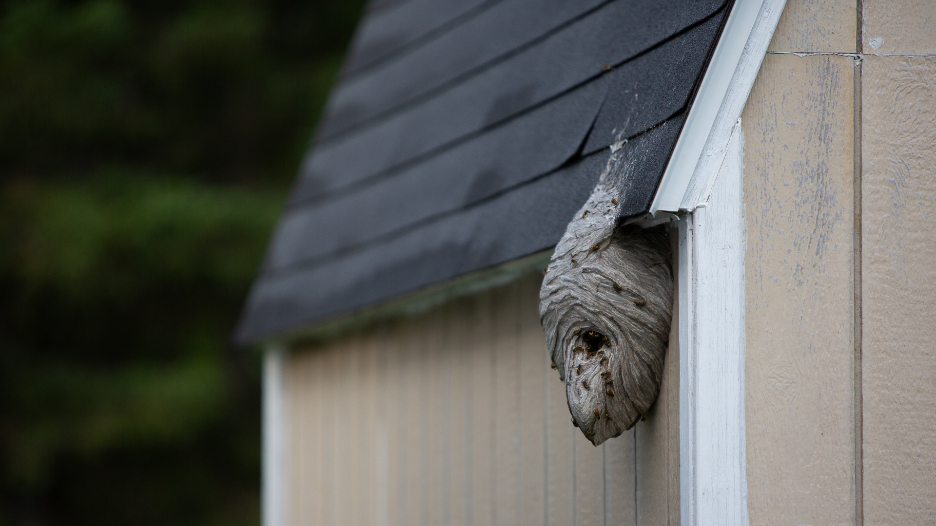 A gray, papery hornet or wasp nest attached to the corner of a tan shed under a dark roof overhang.