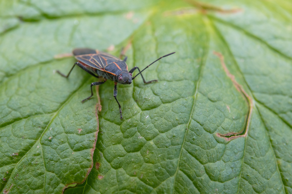a bug is sitting on top of a green leaf .