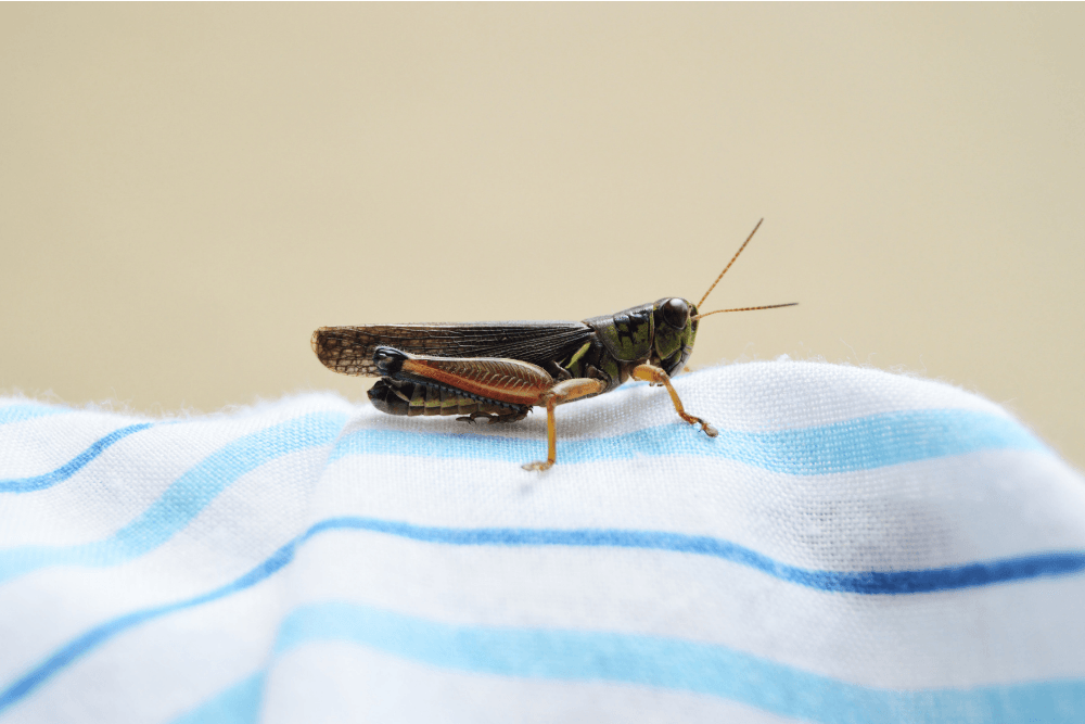 a cricket is sitting on a striped cloth