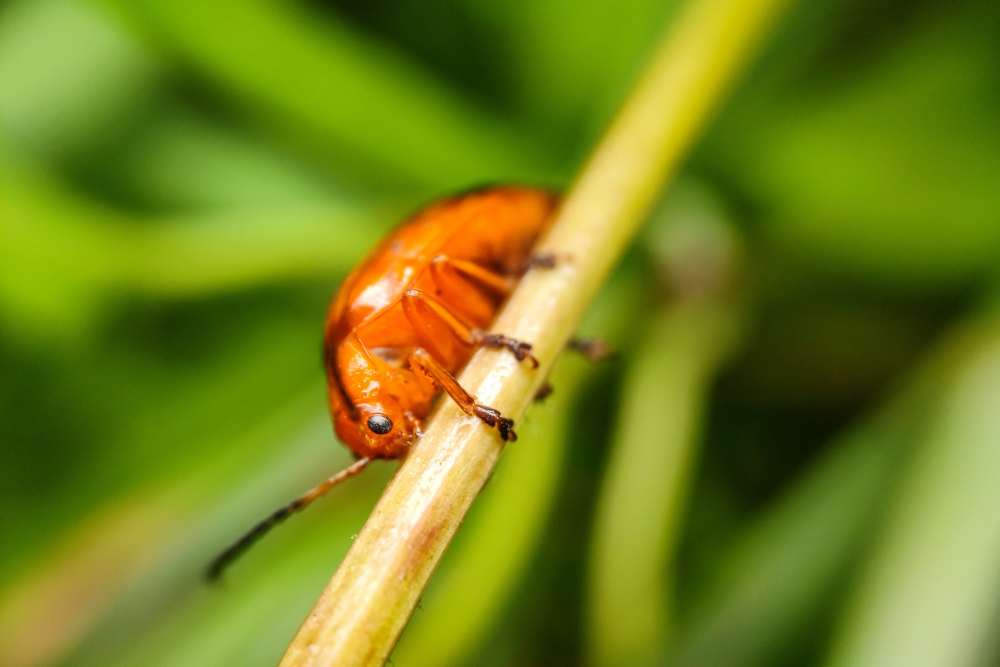 a close up of a bug sitting on a stick .