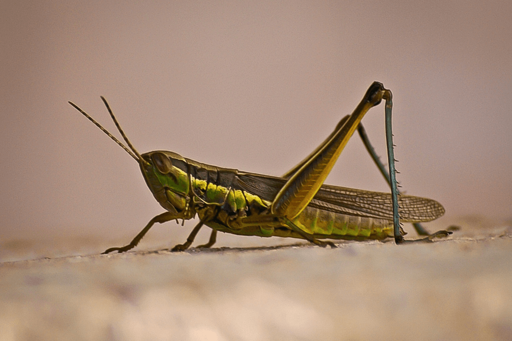 grasshopper