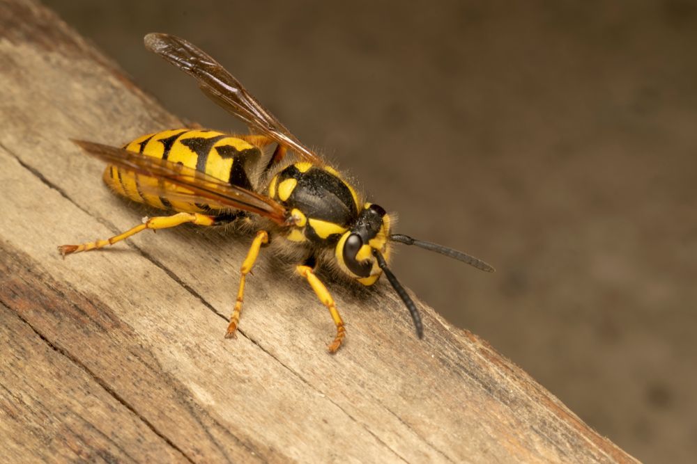 a close up of a wasp on a piece of wood