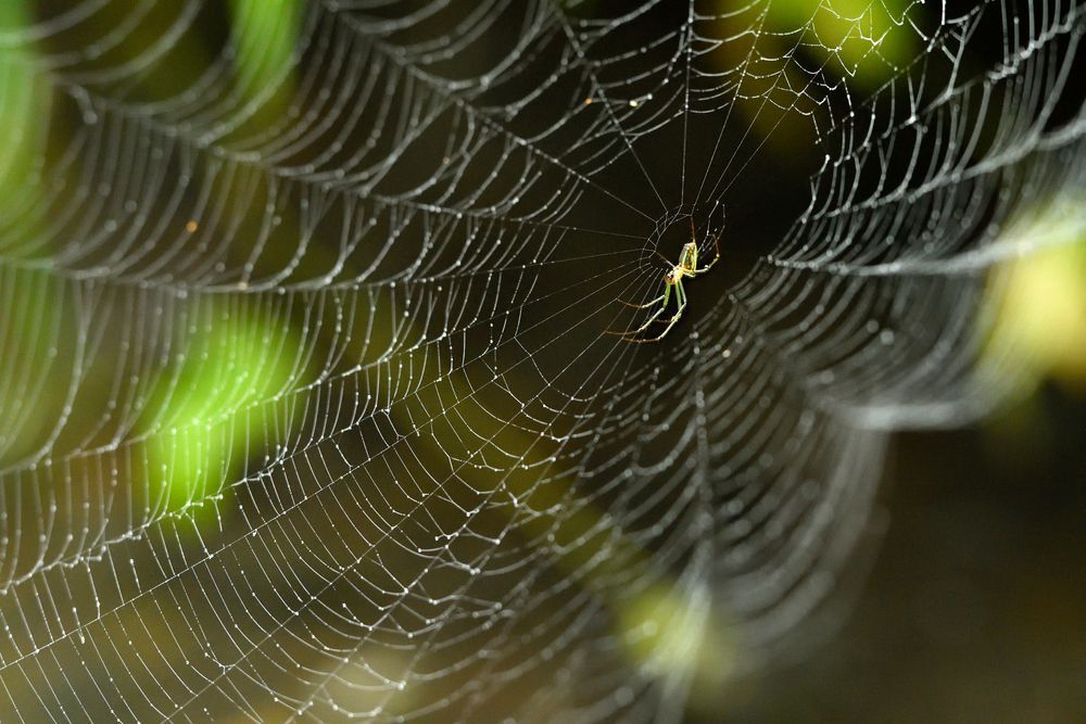 a spider is sitting in the middle of a web