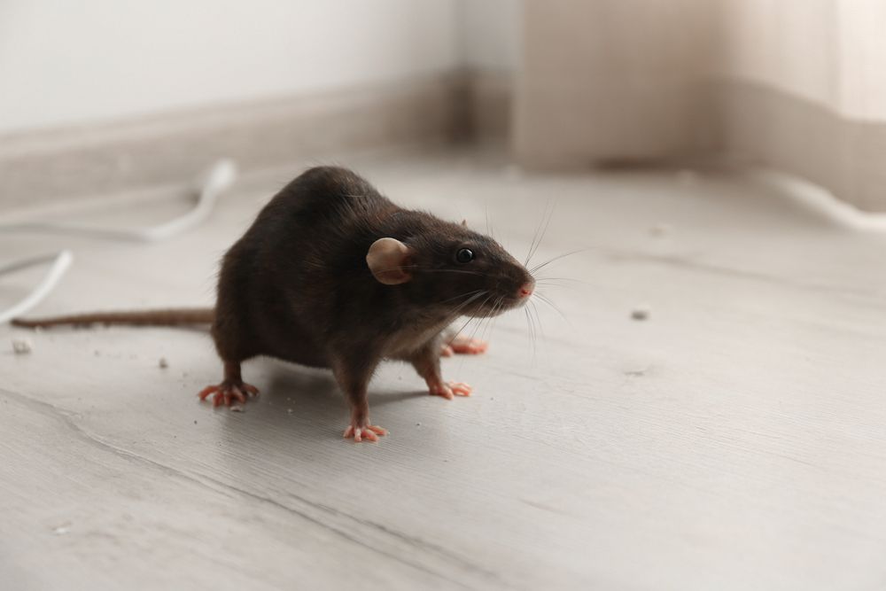 a rat standing on a wooden floor