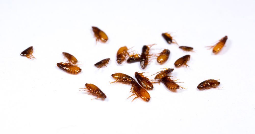 a pile of fleas on a white surface