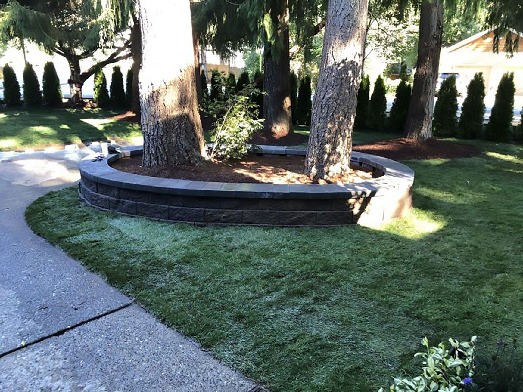 A tree in a planter in the middle of a lush green yard.