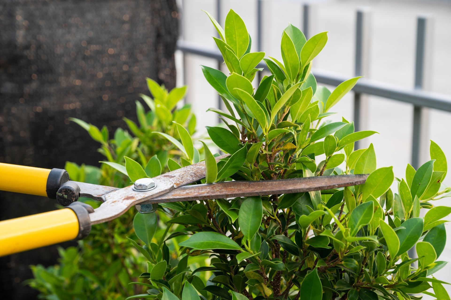 A person is cutting a bush with a pair of scissors.