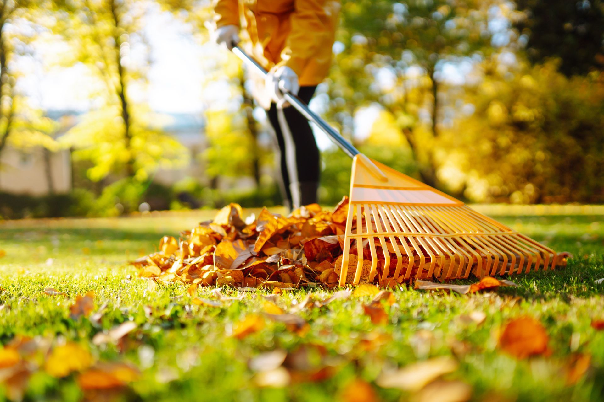 A person is raking leaves in a park with a rake.