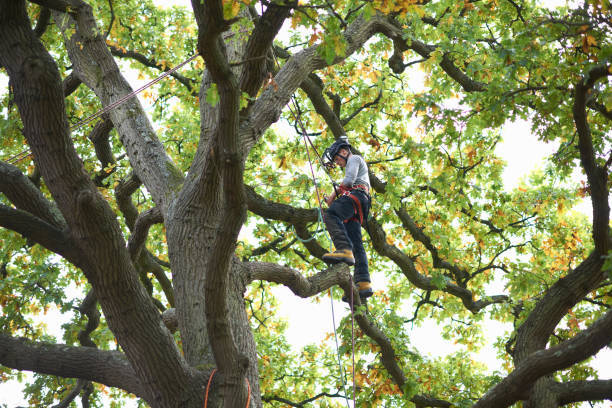 A man is climbing a tree with a rope around his waist.
