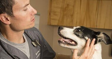 Man doing check up in the dog - medication in South Ogden, UT
