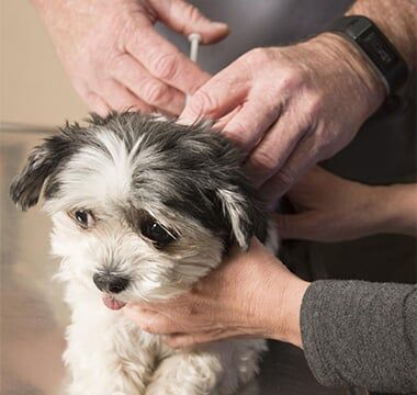 Dog having a vaccine - vet in South Ogden, UT