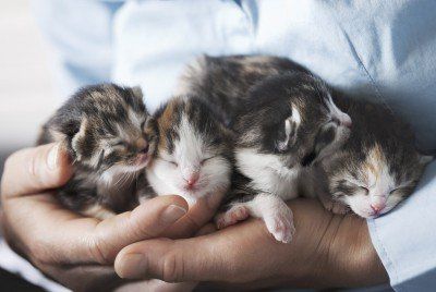 Four Kittens - vet in South Ogden, UT