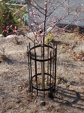A tree with a metal cage around it is sitting in the dirt.