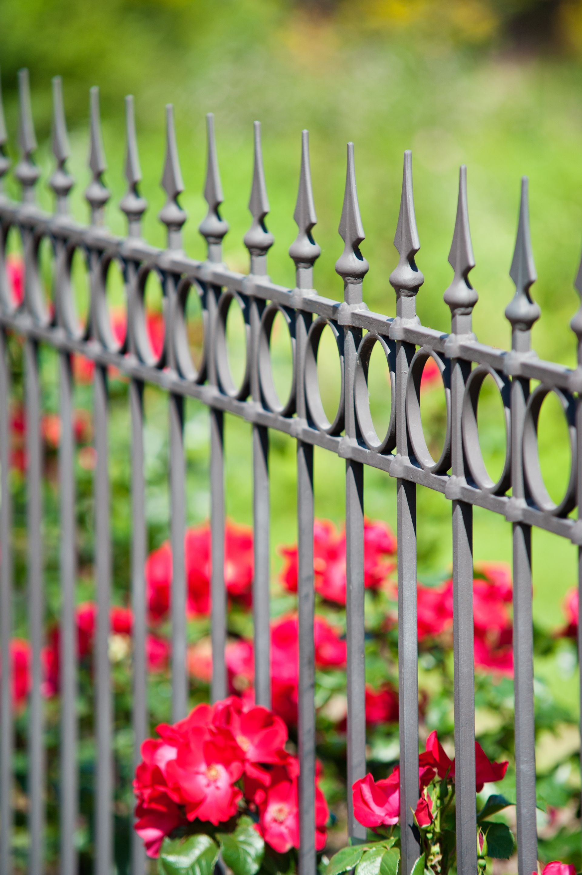 Metal fence with pointed tops, in front of a rose bush with red blooms.