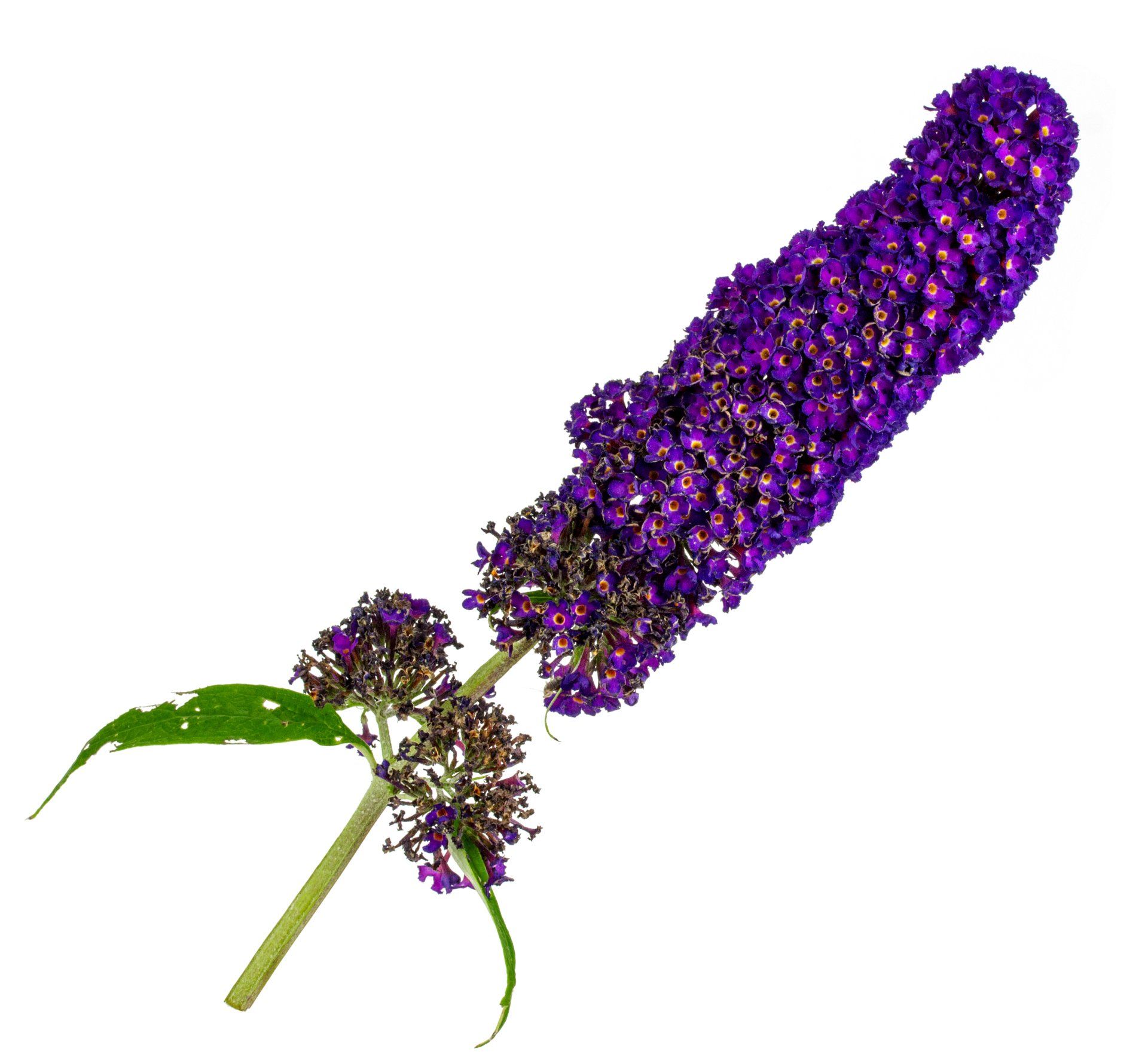 Purple Flowers — Kansas City, MO — Tropical Interiors, LLC The Plant People