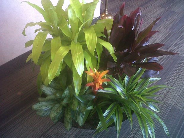Green Plant — Kansas City, MO — Tropical Interiors, LLC The Plant People
