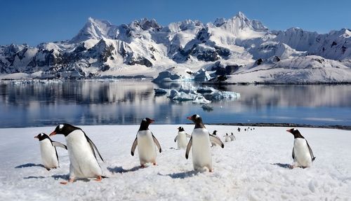Penguins walking on snow, with a mountain range and water in the background.