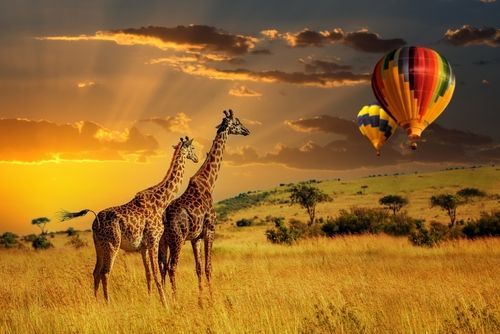Two giraffes stand in a savanna landscape with hot air balloons against a sunset.