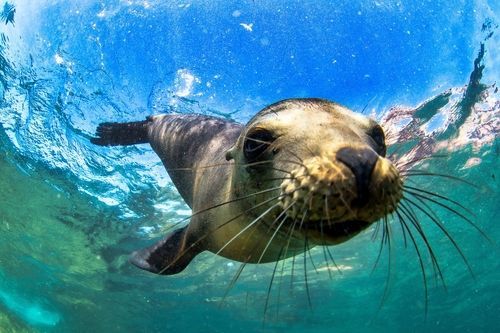 Sea lion swims underwater, facing camera; blue water, sunlight.