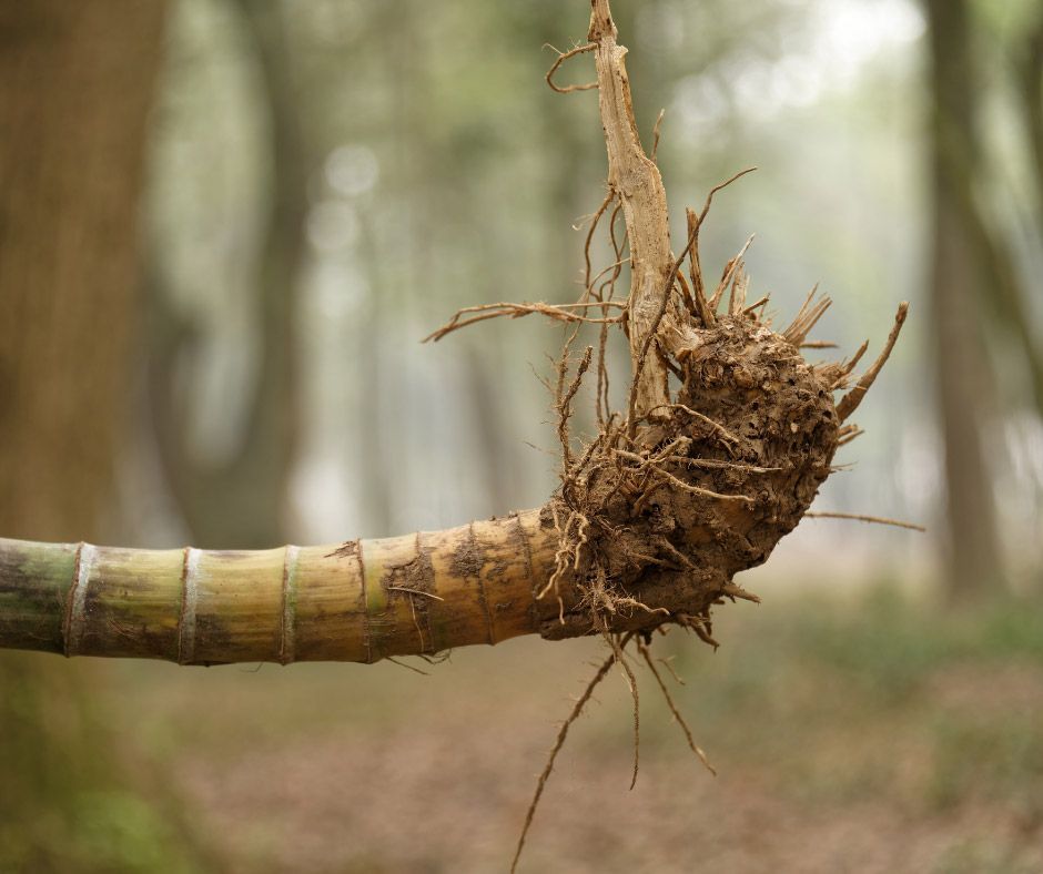 A close up of a bamboo stick with roots in the woods.