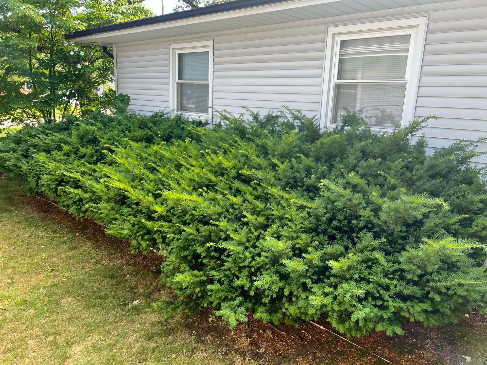 A white house with a lush green hedge in front of it.