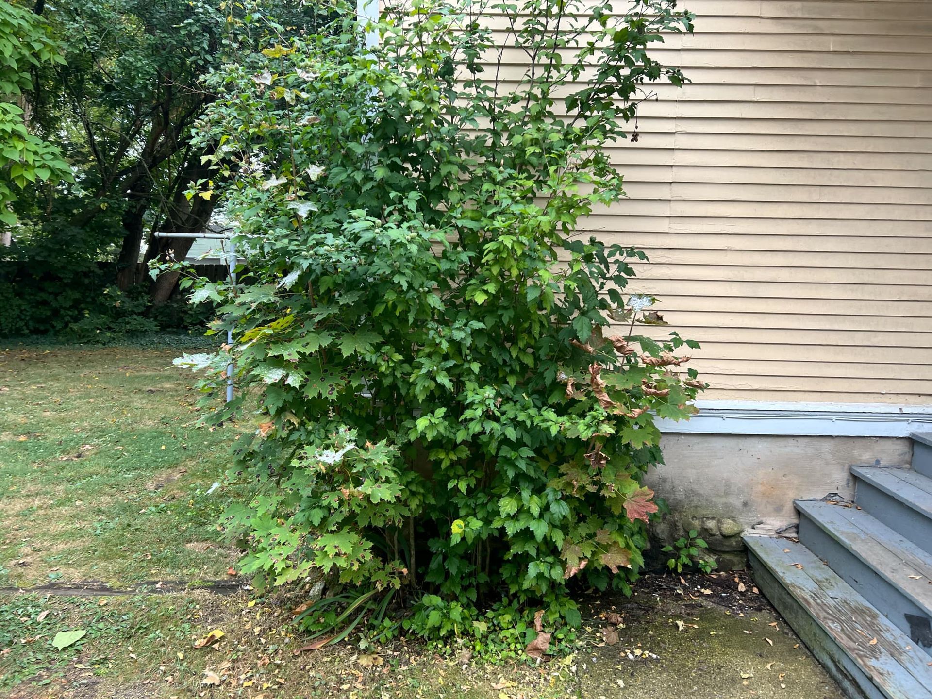A small bush is growing in front of a house.