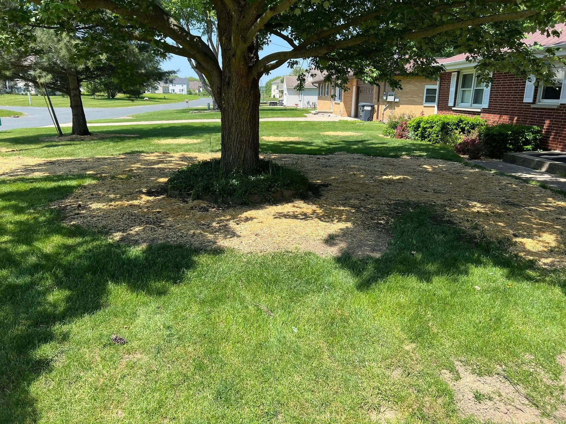 A tree in the middle of a lush green lawn in front of a house.