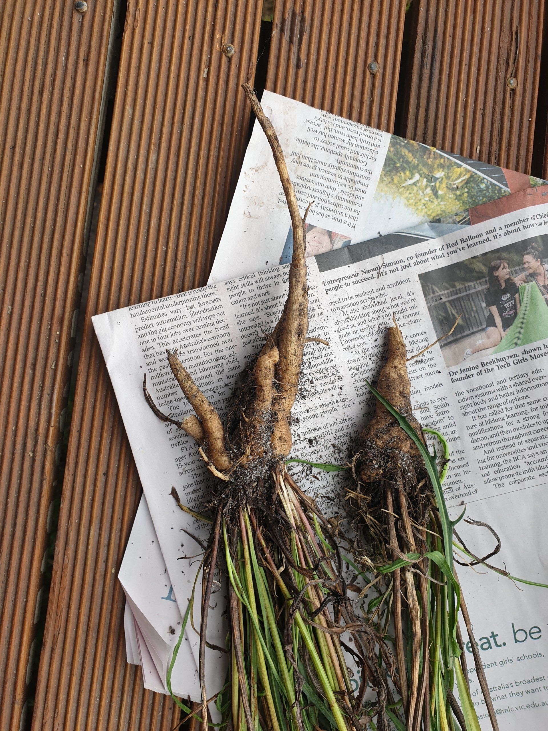 Two carrots with green tops on newspaper atop wooden planks.