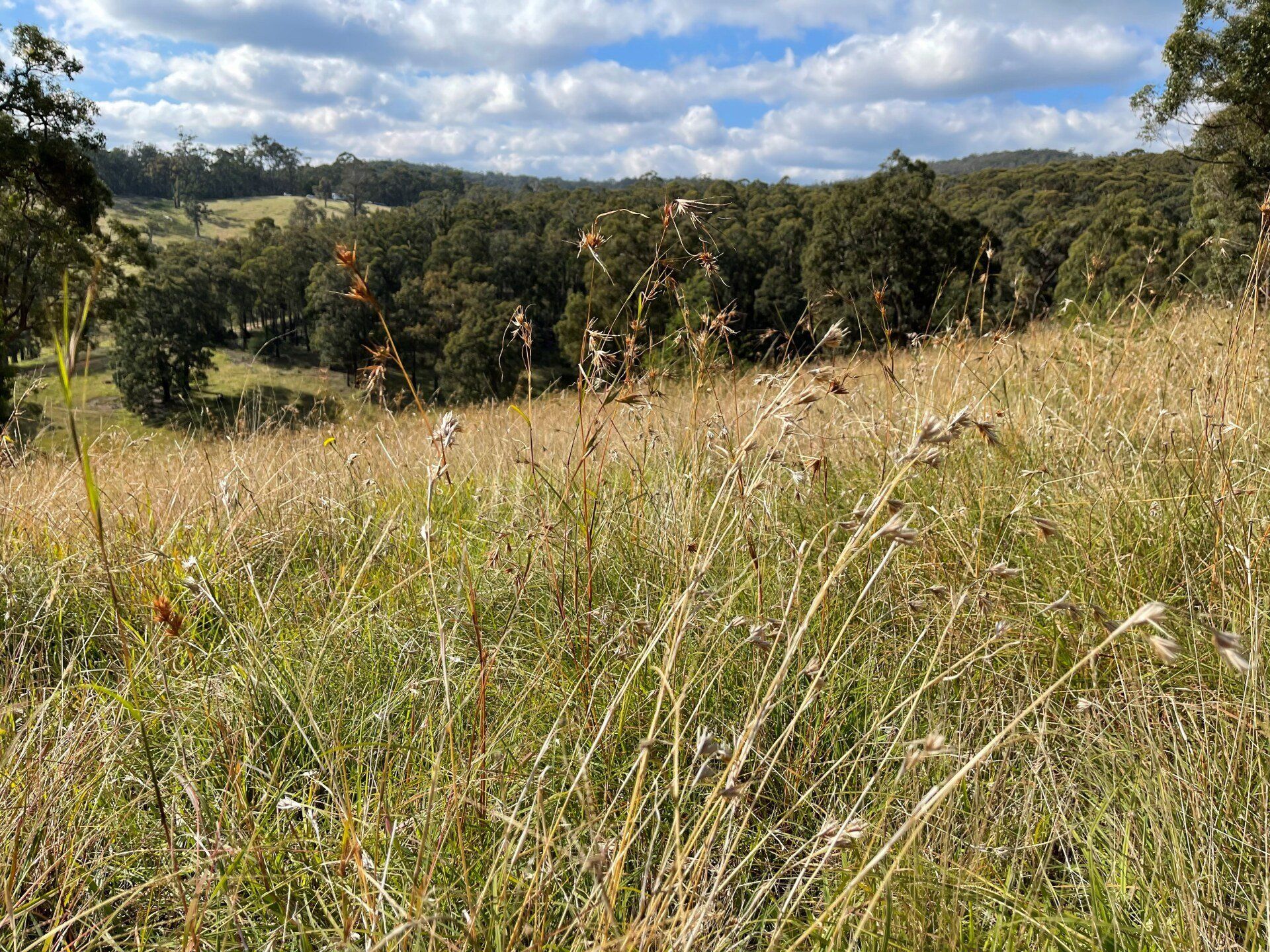 Rolling grassy hill leading to a tree-filled forest under a blue, cloudy sky.