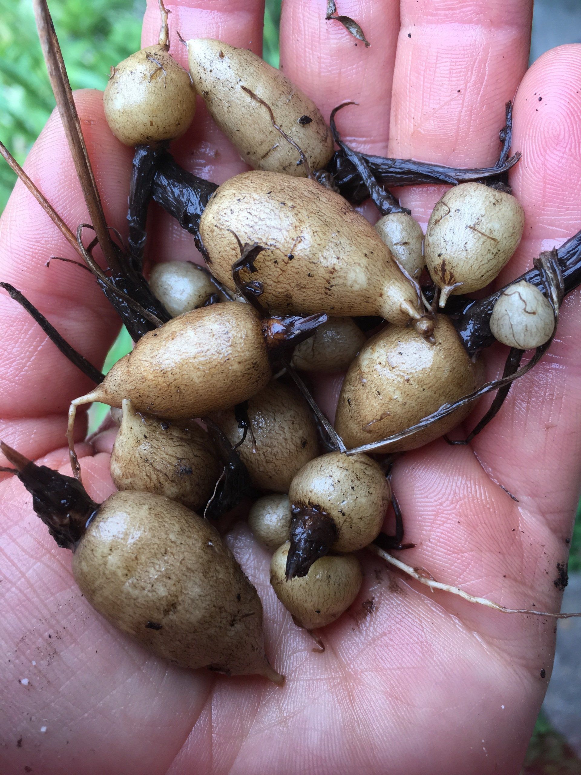 Handful of small, pale, bulb-like roots with dark stems and dirt on them.