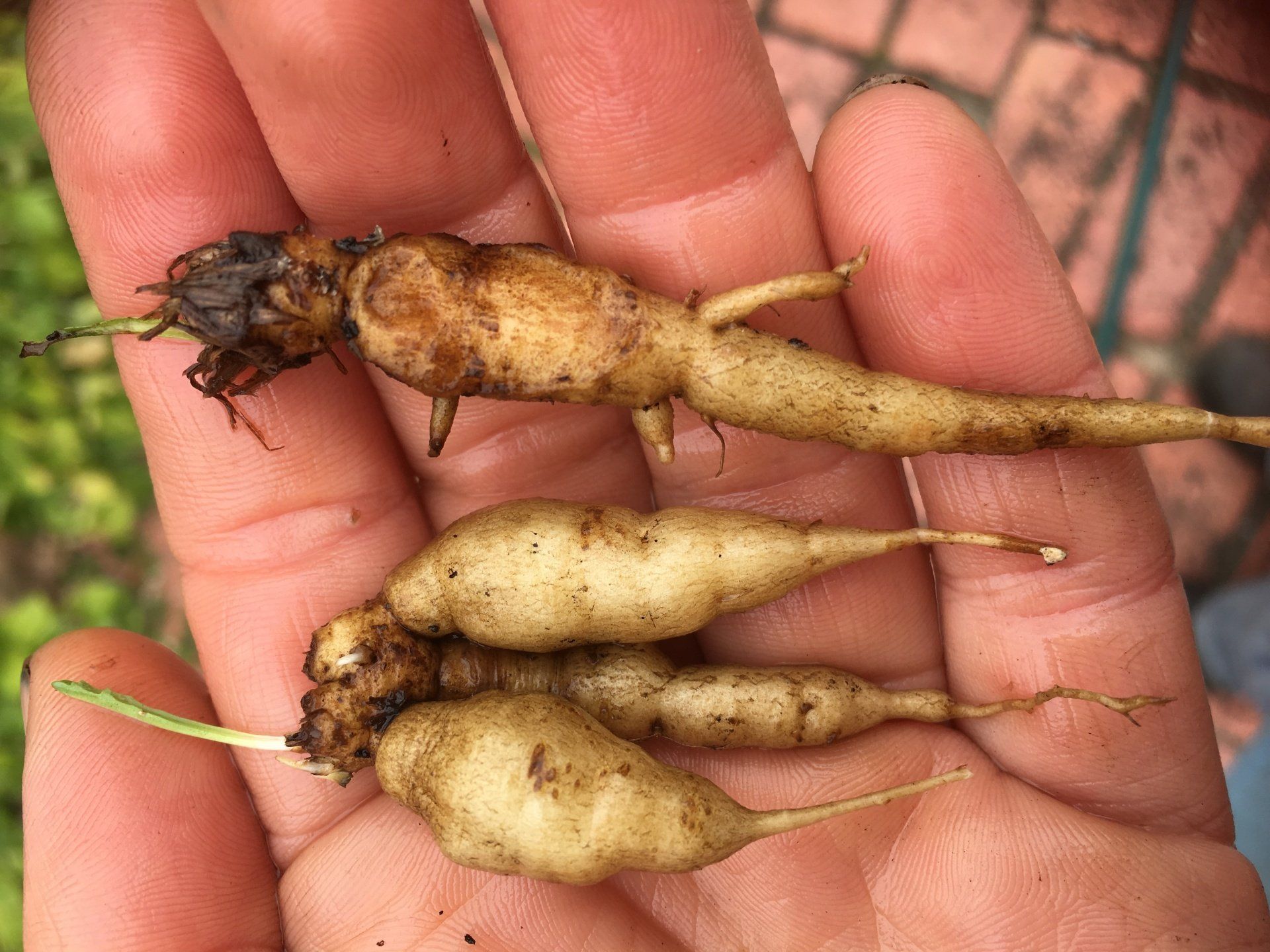 Hand holding several small, tan-colored root vegetables with thin, light roots, possibly kohlrabi.