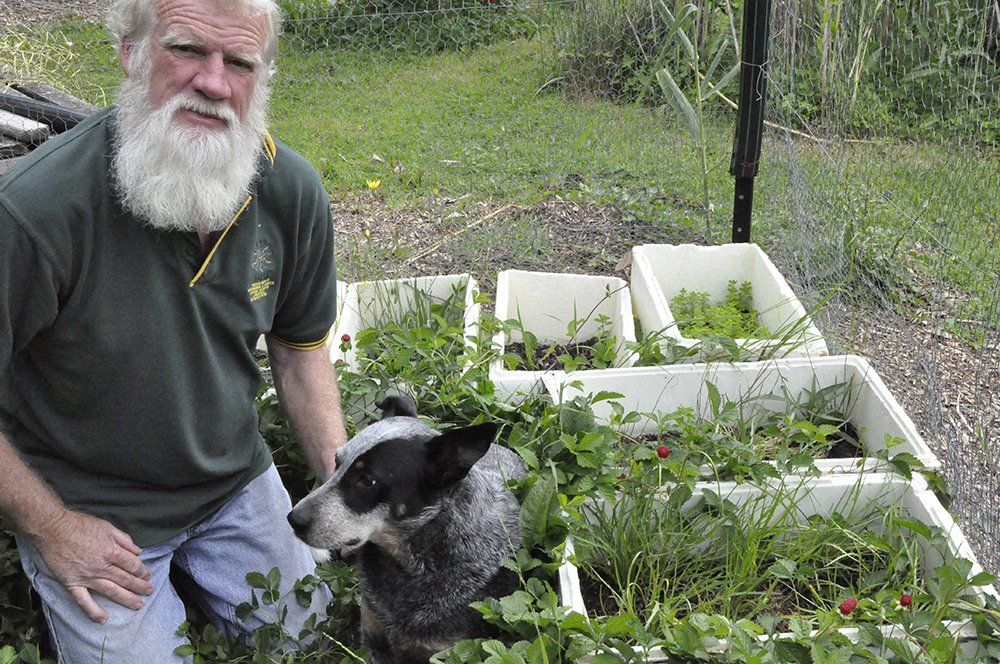 Man with white beard and dog near raised garden beds, overgrown with plants.