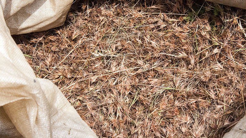 Close-up of brown, dried grass and seed heads inside a tan burlap sack.