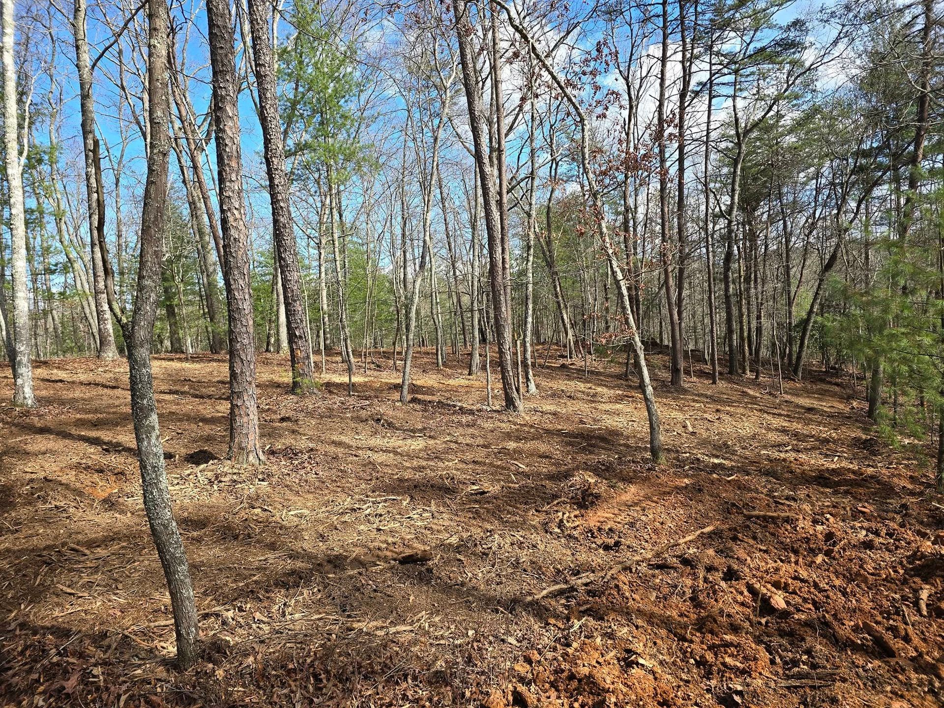 A lush green forest with trees without leaves and a lot of leaves on the ground.