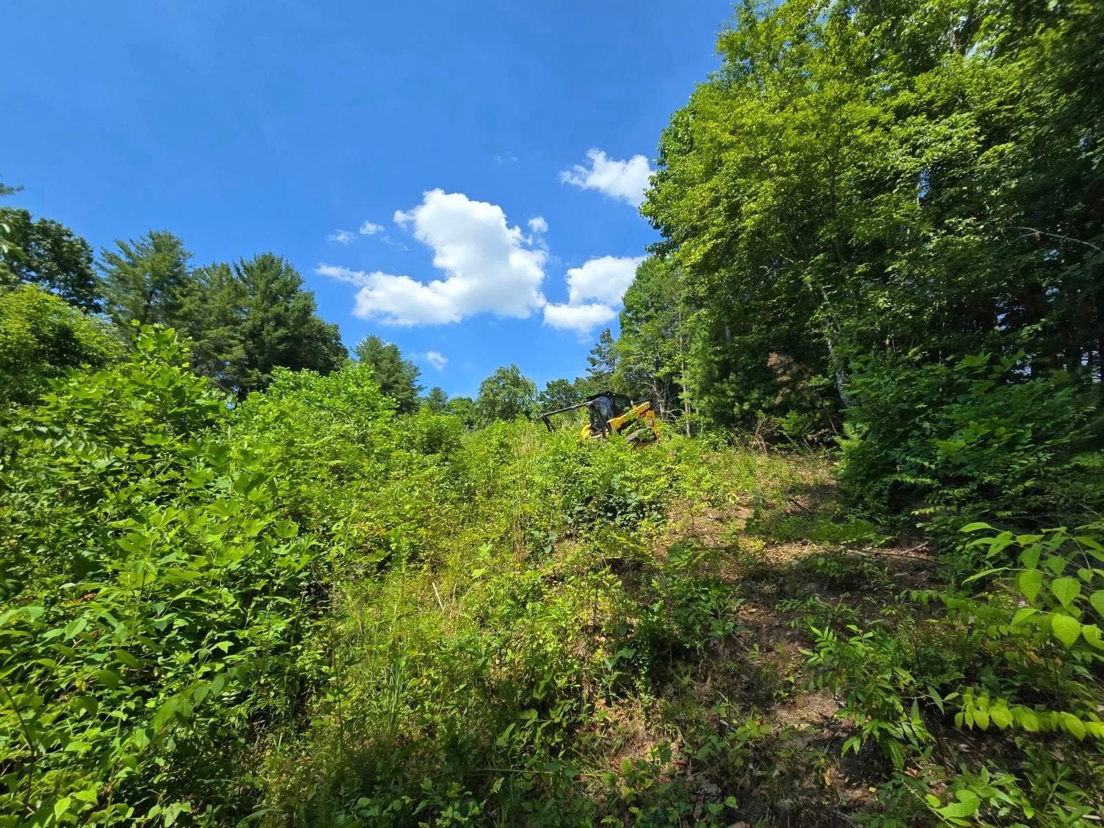 A tractor is driving through a lush green forest on a sunny day.