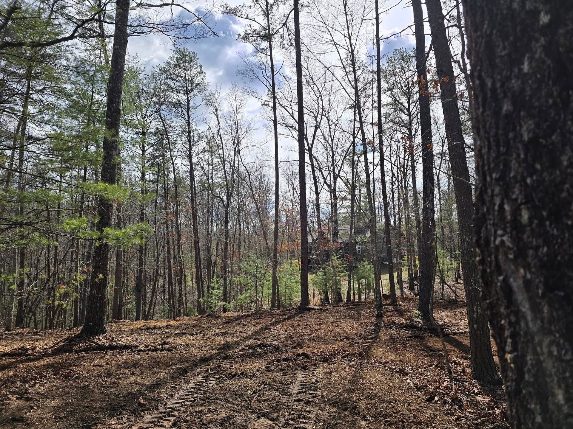 A forest with a lot of trees and leaves on the ground