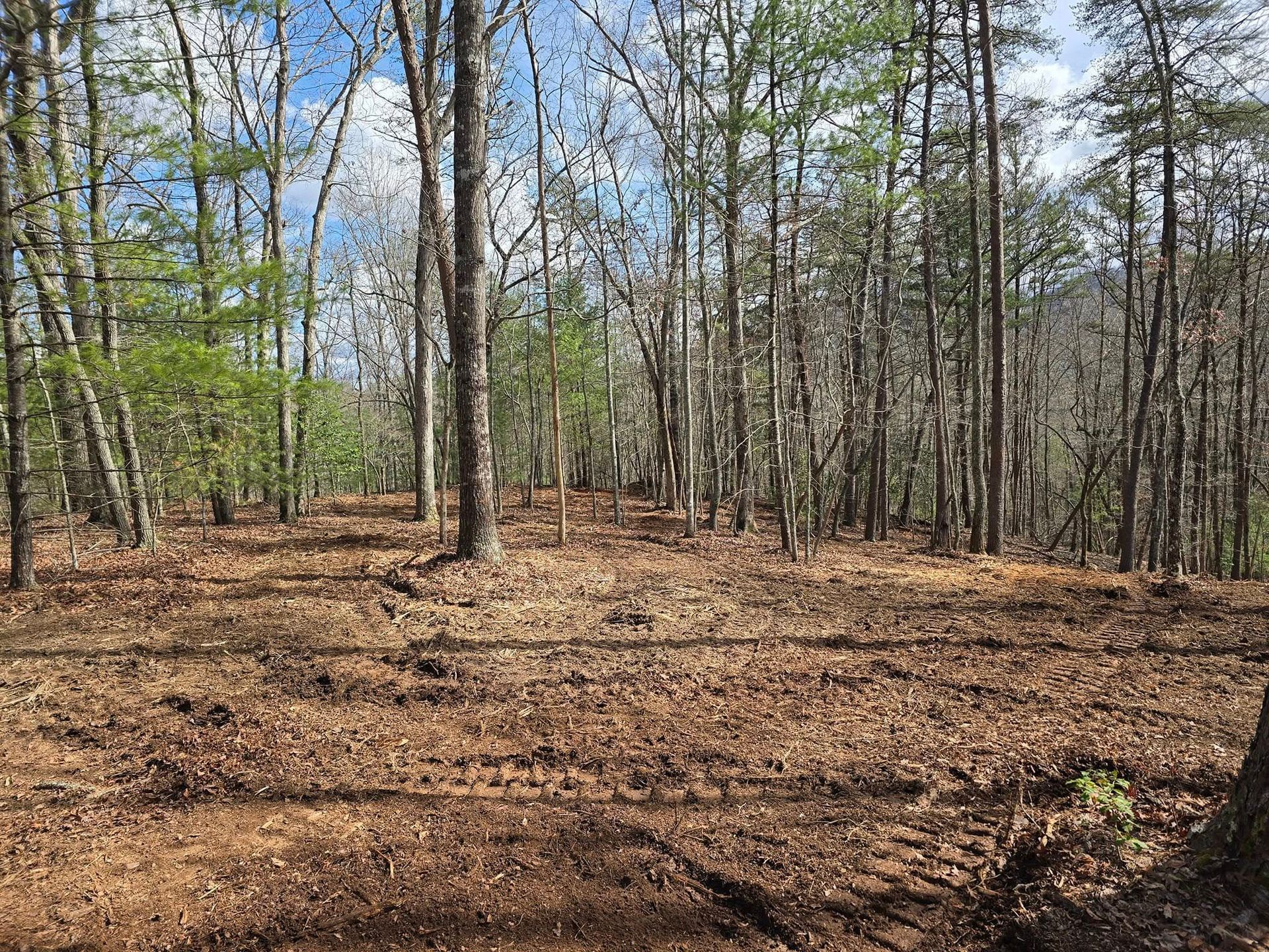 A lush green forest with a lot of trees and leaves on the ground.