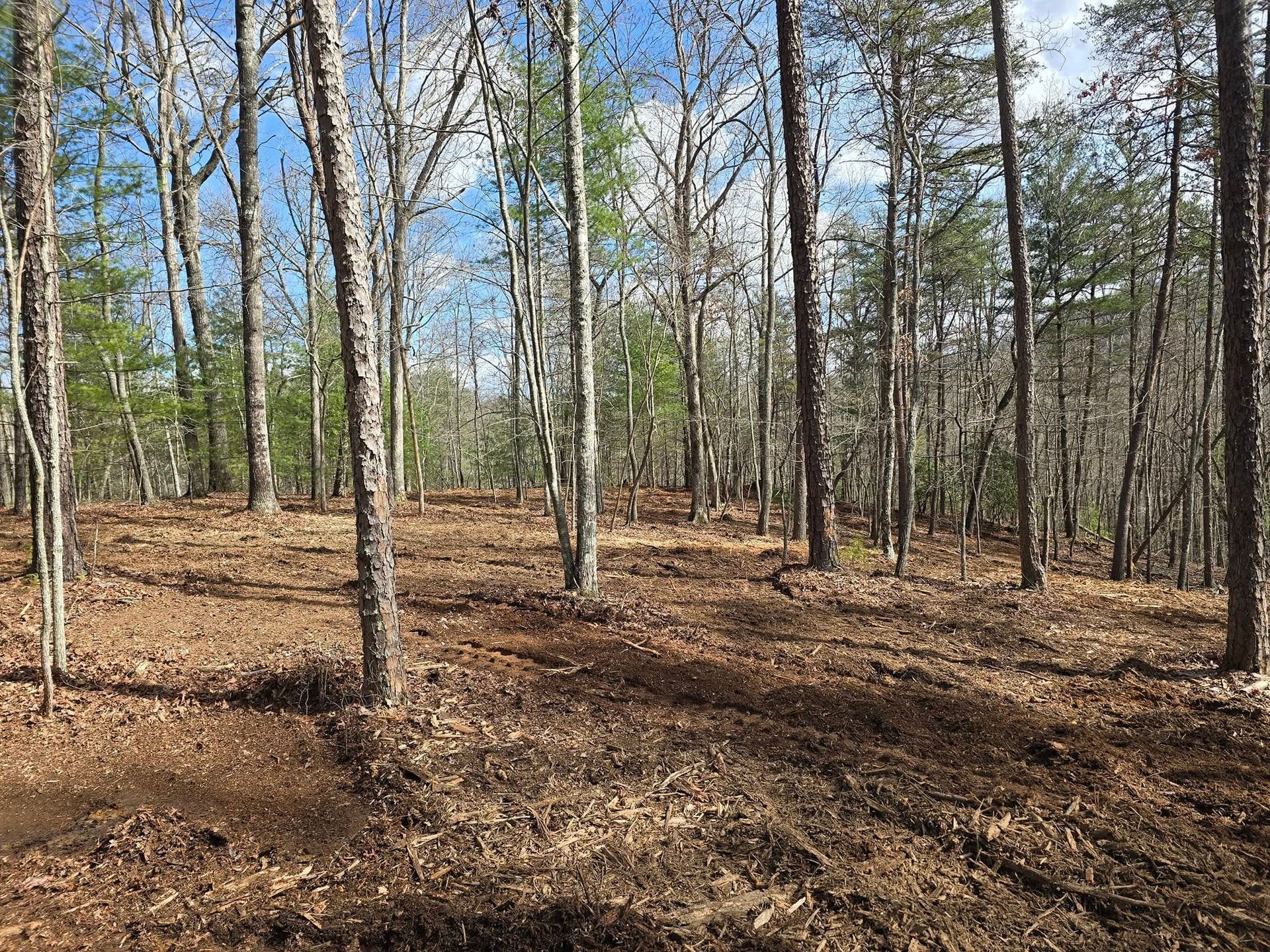 A lush green forest with trees without leaves on a sunny day.