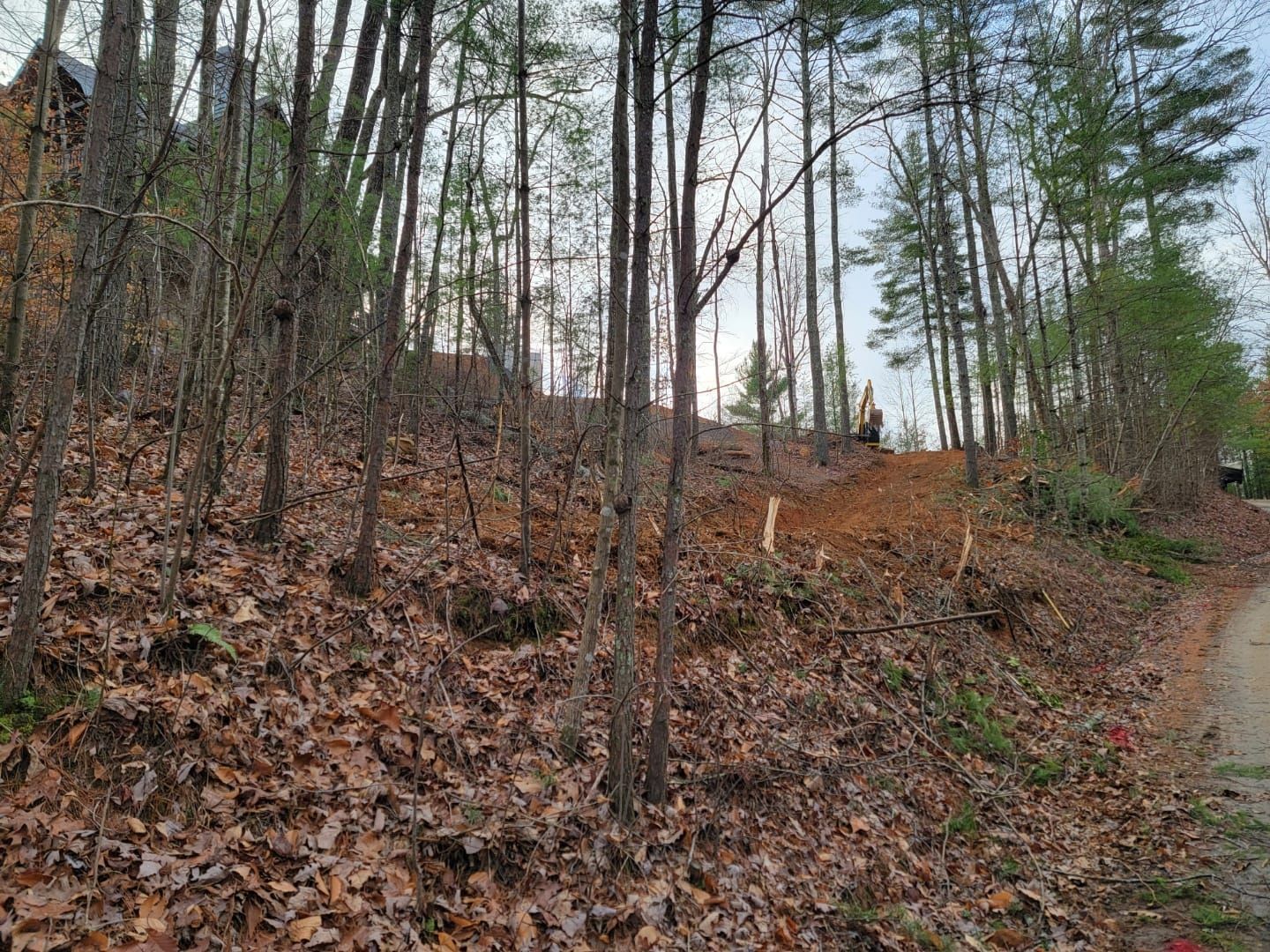 A dirt road going through a forest with trees and leaves on the ground.