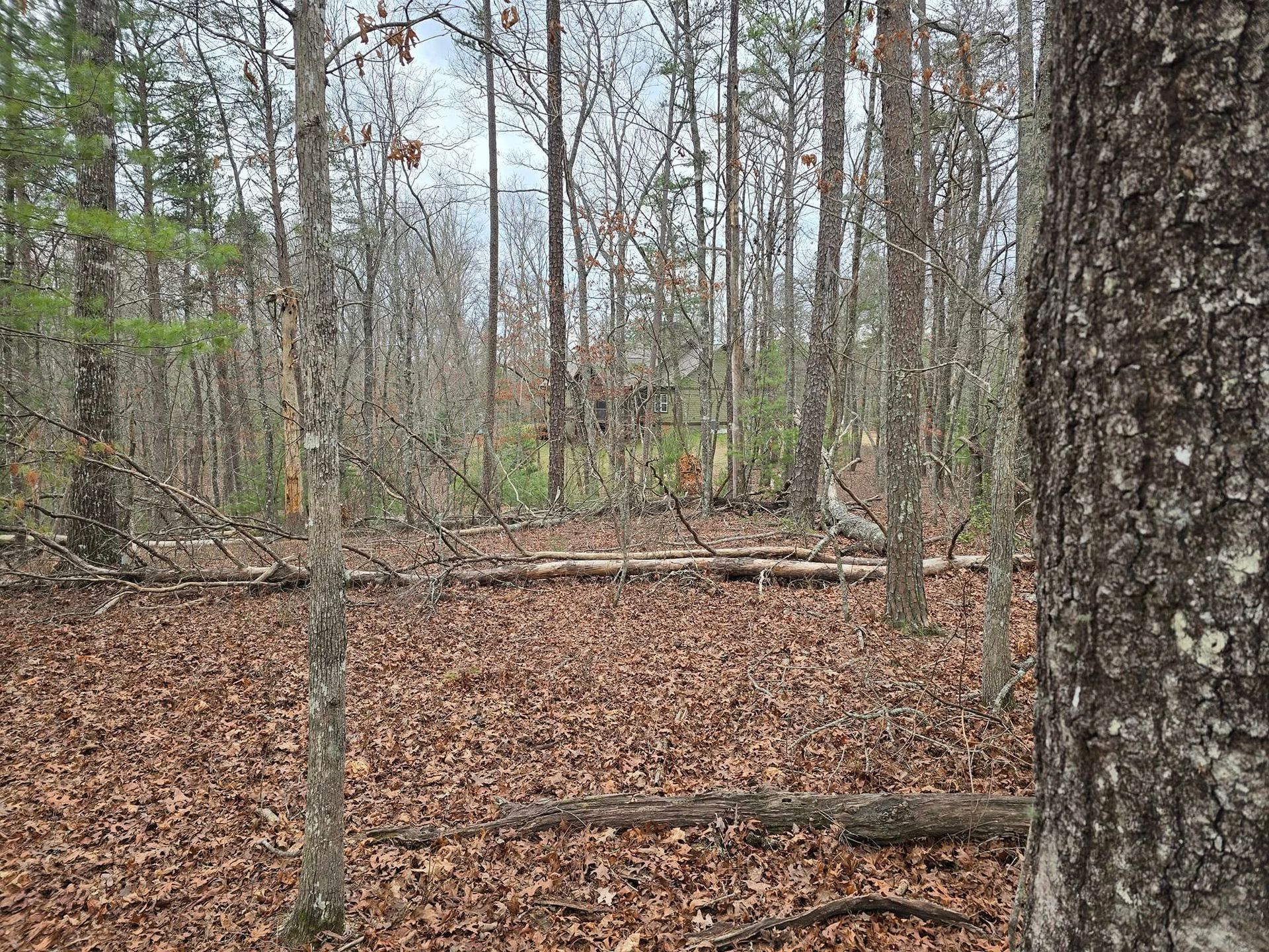A forest with trees and leaves on the ground and a tree trunk in the foreground.